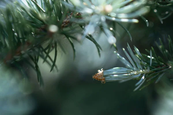 Young shoots on spruce branches. Selective focus — Stock Photo, Image