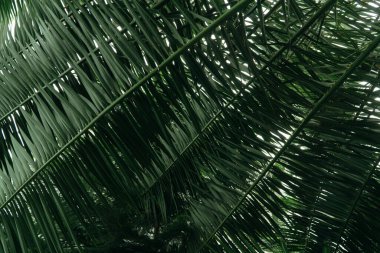 Yeşil palmiye yapraklarının arkaplanı.