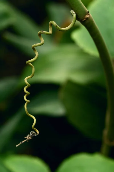 배경을 식물을 가까이 재배하는 — 스톡 사진