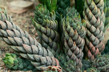 Kaliningrad botanik bahçesinde kaktüs ailesi.