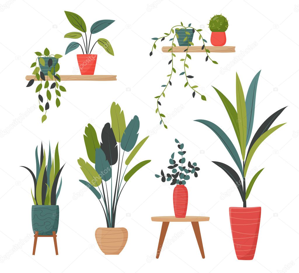 Set of isolated home plants in pots for decor your living room or office. Potted plants bundle, house plants. Vector collection in a flat style.