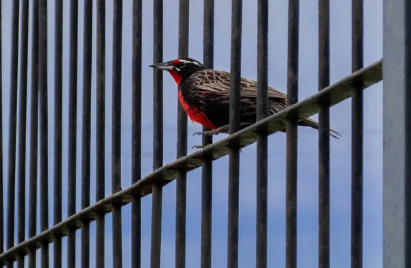 a Long tailed meadowlark or red chest bird standing on a fence, also said common loica or Leistes loyca, a species of passerine bird of the Icteridae family, from southern America, Argentina Patagonia