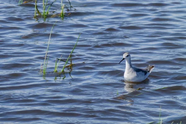 식물들과 물위를 헤엄쳐 가면서 기록적 Archibebe Bird Tringa Stagnatilis Scolopacidae — 스톡 사진