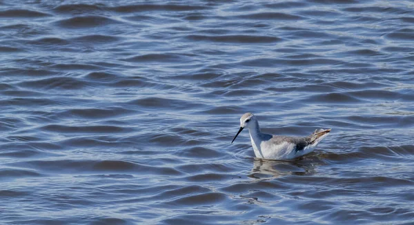 Solitary Archibebe Bird Looking Swimming Blue Water Plenty Room Text — Stock Photo, Image