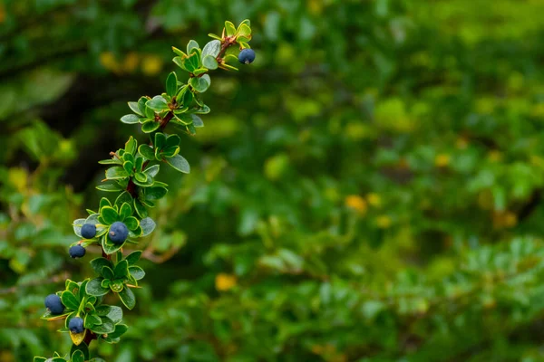 Berberidaceace科のアルゼンチンとチリのパタゴニアに固有のカラファート果実を持つ常緑小低木の長い枝 Berberis Microphylla テキスト用のスペース — ストック写真