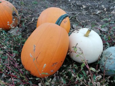 Norfolk 'ta bir tarlada büyüyen büyük turuncu balkabağı Cadılar Bayramı için hazır.