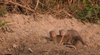 Bir çift firavun faresi, Hint kahverengi firavun faresi (Herpestes fuscus) kış mevsimi boyunca sabahın erken saatlerinde çiftçilik sahasında oynar..