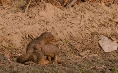 Pair of mongoose, The Indian brown mongoose (Herpestes fuscus) playing in the farming field at early morning during winter season. clipart
