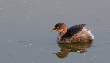 Küçük Grebe (Taşibaptus ruficollis) nehir kıyısında yüzen ördek..
