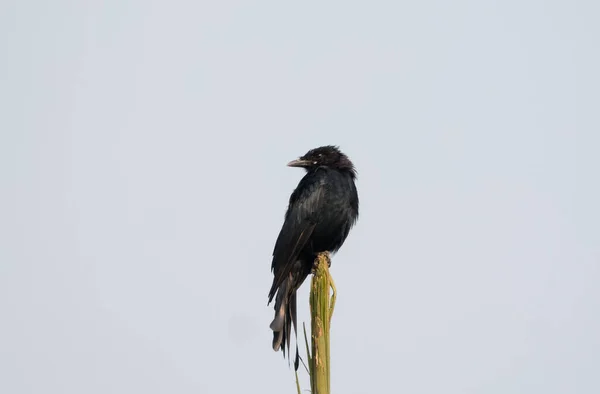 Black Drongo Dicrurus Macrocercus Pasăre Cocoțat Partea Sus Copacului — Fotografie, imagine de stoc