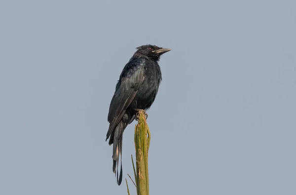 Pássaro Drongo Dicrurus Macrocercus Preto Empoleirado Topo Árvore — Fotografia de Stock