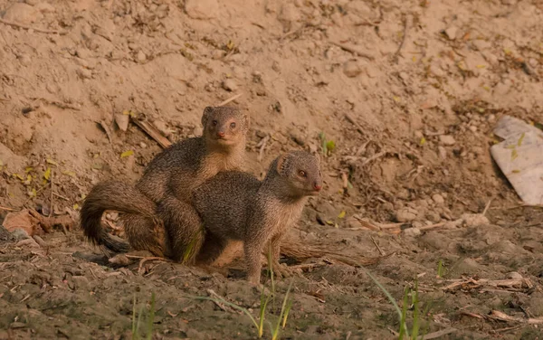 Пара Мангустов Индийский Коричневый Мангуст Herpestes Fuscus Играющий Фермерском Поле — стоковое фото