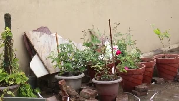 Fuertes Lluvias Granizo Jardín Casero Durante Temporada Monzones — Vídeos de Stock