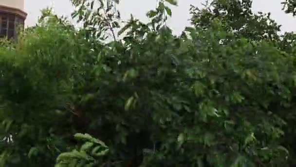 Vânt Puternic India Natura — Videoclip de stoc