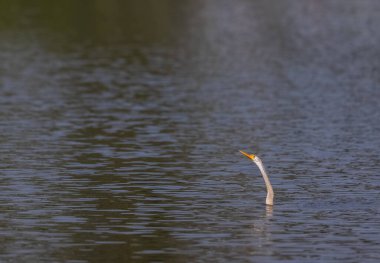 Doğulu Darter (Anhinga melanogaster) kuşu, balığı Keoladeo Kuş Sığınağı 'ndaki su kütlesinde yemek için atıyor..