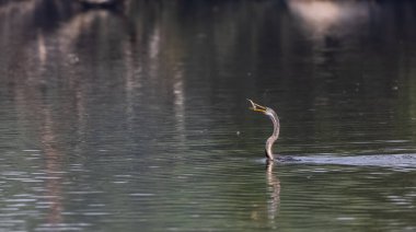 Doğulu Darter (Anhinga melanogaster) kuşu, balığı Keoladeo Kuş Sığınağı 'ndaki su kütlesinde yemek için atıyor..
