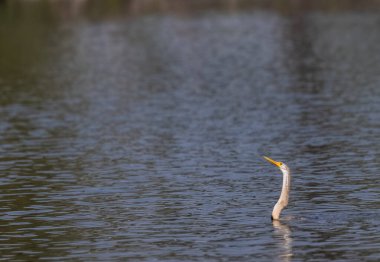 Doğulu Darter (Anhinga melanogaster) kuşu, balığı Keoladeo Kuş Sığınağı 'ndaki su kütlesinde yemek için atıyor..