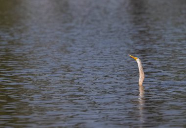 Doğulu Darter (Anhinga melanogaster) kuşu, balığı Keoladeo Kuş Sığınağı 'ndaki su kütlesinde yemek için atıyor..
