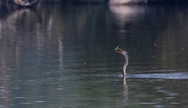 Doğulu Darter (Anhinga melanogaster) kuşu, balığı Keoladeo Kuş Sığınağı 'ndaki su kütlesinde yemek için atıyor..