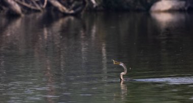 Doğulu Darter (Anhinga melanogaster) kuşu, balığı Keoladeo Kuş Sığınağı 'ndaki su kütlesinde yemek için atıyor..
