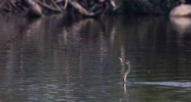 Doğulu Darter (Anhinga melanogaster) kuşu, balığı Keoladeo Kuş Sığınağı 'ndaki su kütlesinde yemek için atıyor..