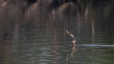 Doğulu Darter (Anhinga melanogaster) kuşu, balığı Keoladeo Kuş Sığınağı 'ndaki su kütlesinde yemek için atıyor..