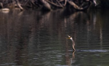 Doğulu Darter (Anhinga melanogaster) kuşu, balığı Keoladeo Kuş Sığınağı 'ndaki su kütlesinde yemek için atıyor..