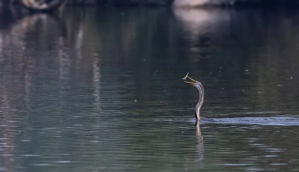 Oriental Darter Anhinga Melanogaster Vogel Wirft Die Fische Den Wasserkörper — Stockfoto