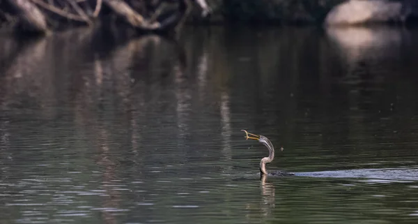 Keleti Darter Anhinga Melanogaster Madár Dobta Halat Hogy Enni Víztestben — Stock Fotó