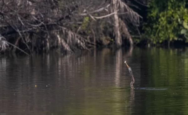 Oriental Darter Anhinga Melanogaster Vogel Wirft Die Fische Den Wasserkörper — Stockfoto