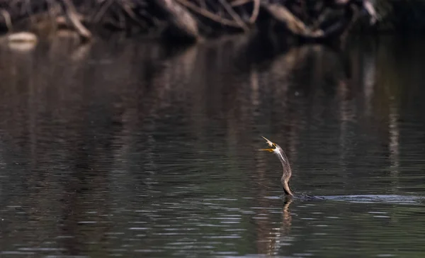 Oriental Darter Anhinga Melanogaster Vogel Wirft Die Fische Den Wasserkörper — Stockfoto