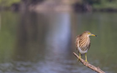 Balıkçıl (Ardeola) su kütlesinin yanındaki ağaç dalına tünemiştir..