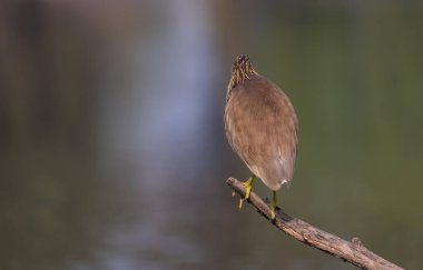 Balıkçıl (Ardeola) su kütlesinin yanındaki ağaç dalına tünemiştir..