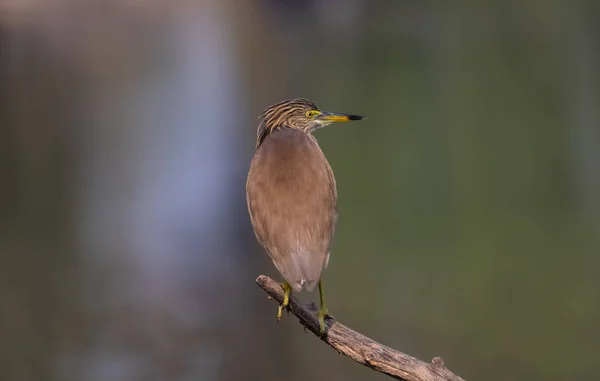 Pond Heron Ardeola Gren Nær Vannforekomsten – stockfoto