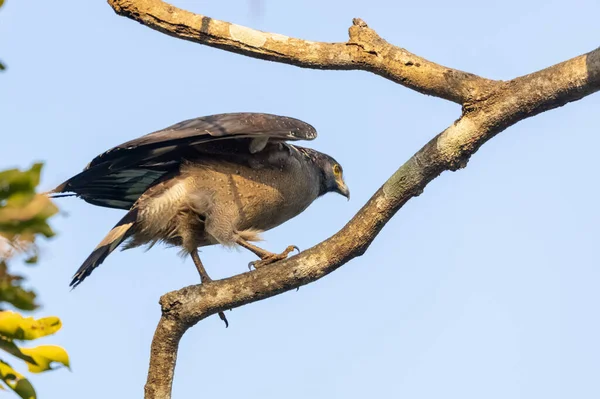 Portrait Aigle Serpent Crête Spilornis Cheela Perché Sur Une Branche — Photo