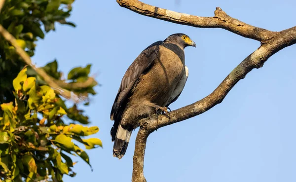 Portret Van Kuifslangenarend Spilornis Cheela Boomtak Zoek Naar Prooi Met — Stockfoto