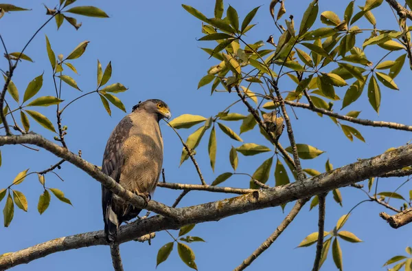 Portrait Crested Serpent Eagle Spilornis Cheela Perched Tree Branch Looking — Stock Photo, Image