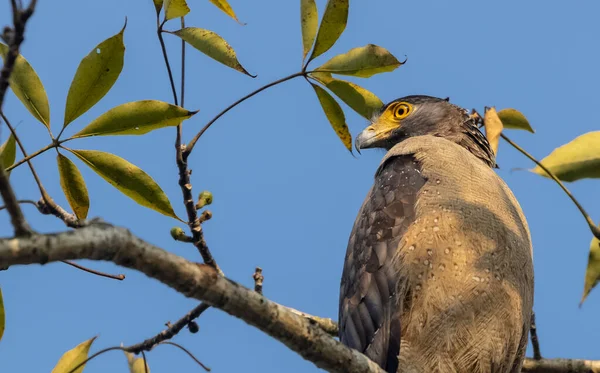 Portret Van Kuifslangenarend Spilornis Cheela Boomtak Zoek Naar Prooi Met — Stockfoto