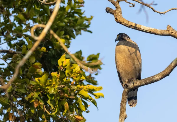 Portret Van Kuifslangenarend Spilornis Cheela Boomtak Zoek Naar Prooi Met — Stockfoto