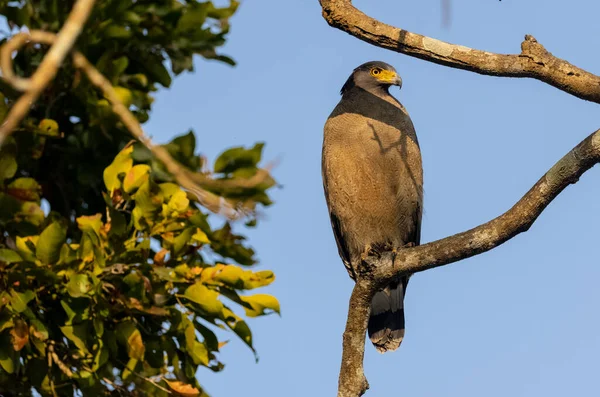 Portret Van Kuifslangenarend Spilornis Cheela Boomtak Zoek Naar Prooi Met — Stockfoto