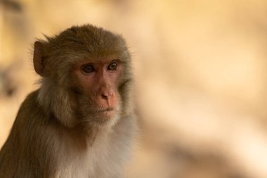 Rhesus macaque (Macaca mulatta) ya da ağaçta oturan Hint maymunu..