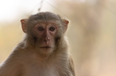 Rhesus macaque (Macaca mulatta) ya da ağaçta oturan Hint maymunu..