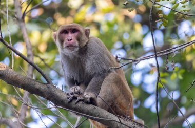 Rhesus macaque (Macaca mulatta) or Indian Monkey in forest sitting on tree. clipart
