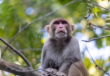 Rhesus macaque (Macaca mulatta) ya da ağaçta oturan Hint maymunu..