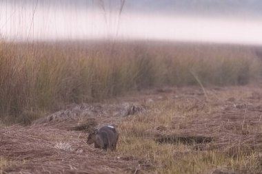 Hint Domuz Geyiği (Axis porcinus) ormanda duruyor.