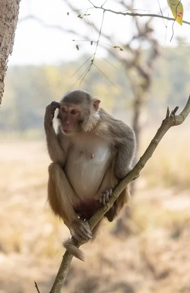 Rhesus Macaque Macaca Mulatta Ινδική Μαϊμού Στο Δάσος Που Κάθεται — Φωτογραφία Αρχείου