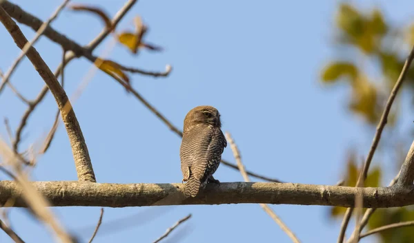 Jungle Owlet Glaucidium Radiiatum Pták Sedící Větvi Stromu Lese — Stock fotografie