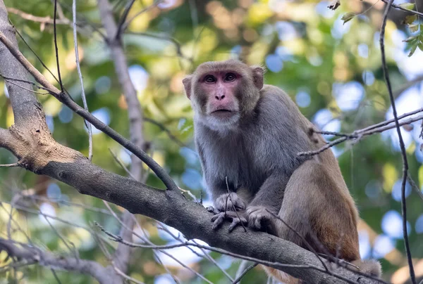 Rhesus Macaque Macaca Mulatta Ινδική Μαϊμού Στο Δάσος Που Κάθεται — Φωτογραφία Αρχείου