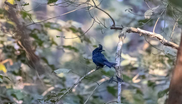 a bird in the forest