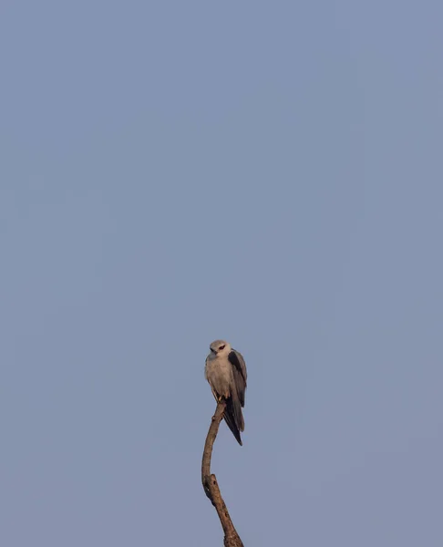 Uccello Volo Primavera — Foto Stock